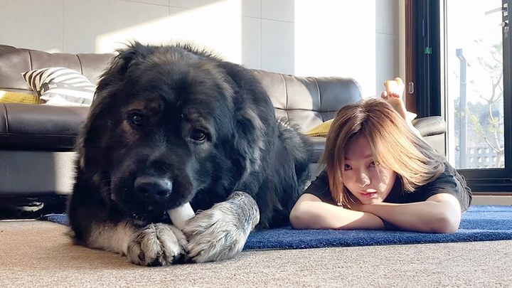 [서울=뉴시스] 우아한 사파리 채널의 이영빈씨가 지난 2020년 3월 25일 '우리 집 곰은 말 잘들어요' 영상을 게재했다. (사진=우아한 사파리 채널 캡처) 2023.04.10 photo@newsis.com *재판매 및 DB 금지