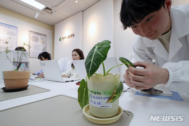 [서울=뉴시스] 조성우 기자 = 10일 오후 서울 서초구 농업기술센터에 개원한 반려식물병원에서 식물의사가 식물을 살펴보고 있다. 2023.04.10. xconfind@newsis.com