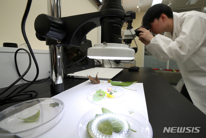 [서울=뉴시스] 조성우 기자 = 10일 오후 서울 서초구 농업기술센터에 개원한 반려식물병원에서 식물의사가 현미경을 들여다보고 있다. 2023.04.10. xconfind@newsis.com
