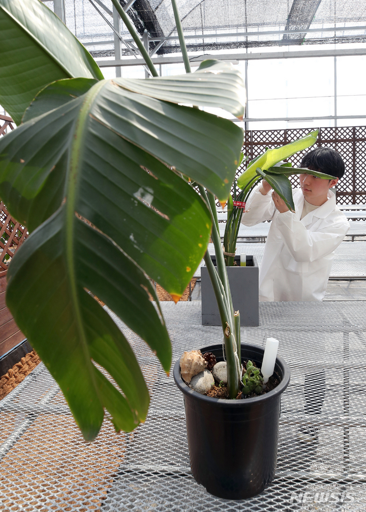 [서울=뉴시스] 조성우 기자 = 10일 오후 서울 서초구 농업기술센터에 개원한 반려식물병원에서 식물의사가 입원한 식물을 살펴보고 있다. 2023.04.10. xconfind@newsis.com