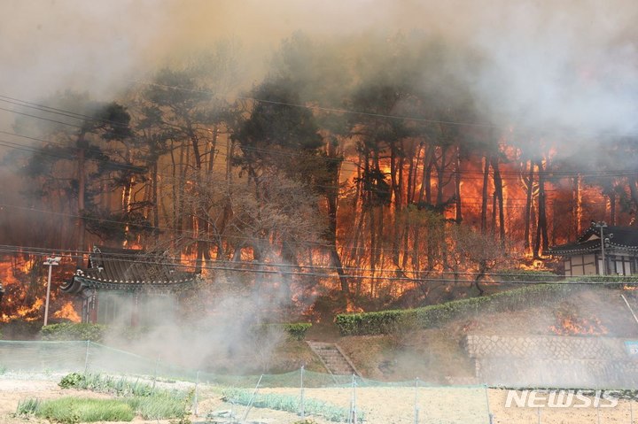 [강릉=뉴시스] 이순철 기자 = 11일 강릉시 난곡동 일대에서 발생한 대형 산불로 나무들이 소실되고 있다. 2023.04.11. cw32784@newsis.com