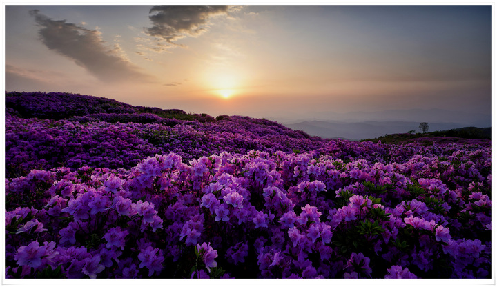 [합천=뉴시스] 황매산 일출 *재판매 및 DB 금지