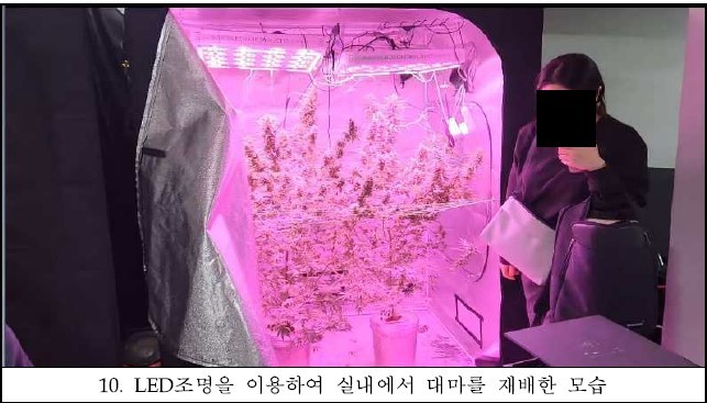 실내에서 마약을 재배 중인 모습 (제공=서울중앙지검) *재판매 및 DB 금지