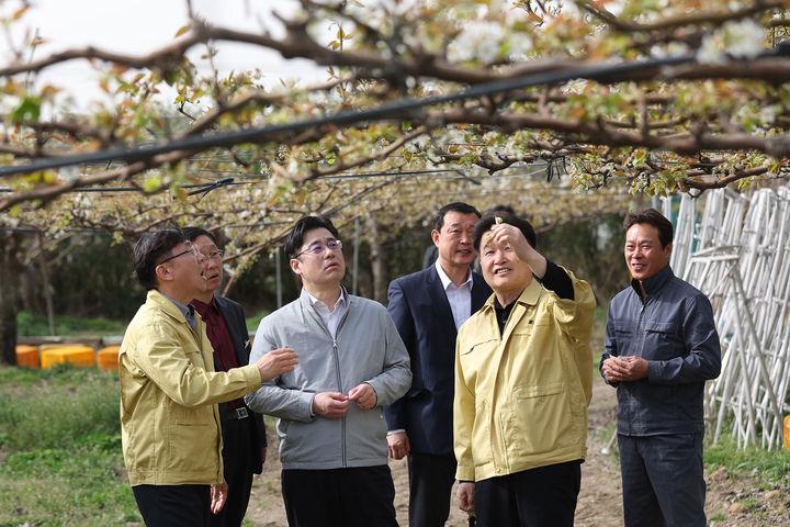 13일 오후 오병권 행정1부지사가 과수(배) 피해 농가를 방문해 과수(배) 냉해 피해 현장 확인을 하고 있다. (사진=경기도 제공) *재판매 및 DB 금지