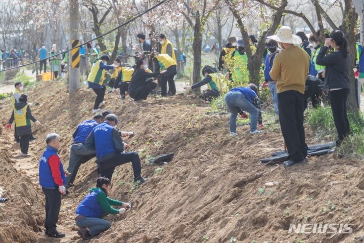 [인천=뉴시스] 인천 서구 청라동 공촌천에서 나무를 심는 자원봉사자들. (사진=서구 제공)