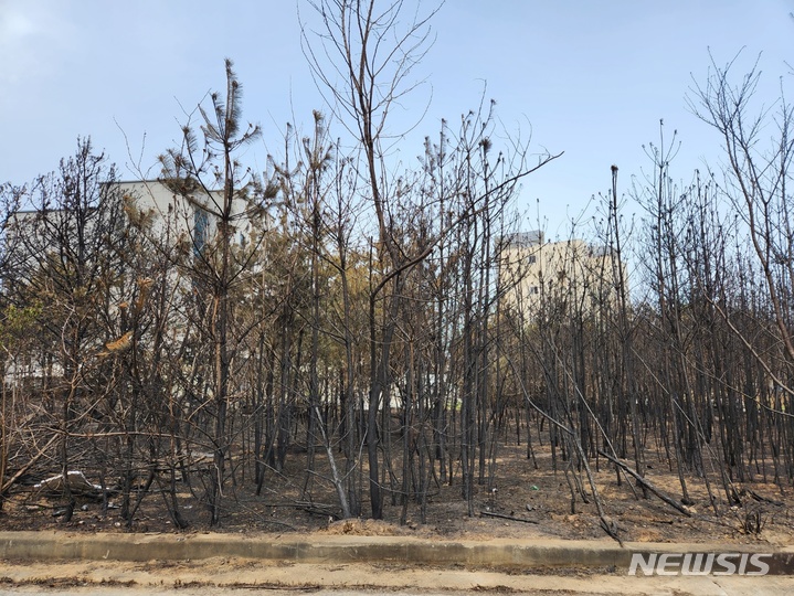 [강릉=뉴시스] 김경목 기자 = 13일 오후 강원 강릉시 안현동의 한 펜션 뒤 숲이 이번(11일) 산불로 새까맣게 탄 모습이다. 문재인 전 대통령이 과거 강릉을 방문했을 때 이 펜션에서 숙박했다. 2023.04.13. photo31@newsis.com