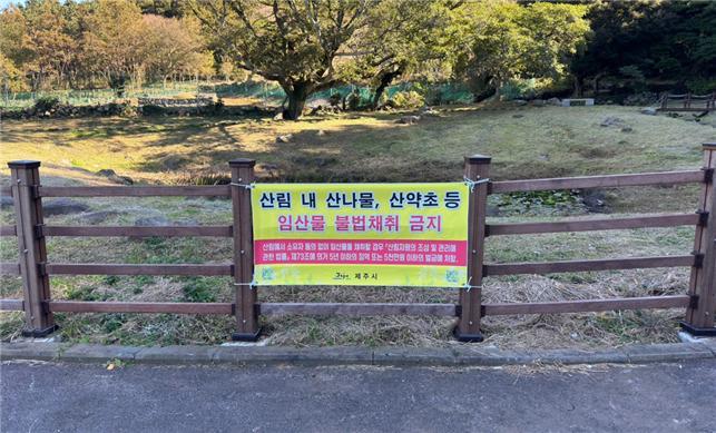 [제주=뉴시스] 오영재 기자 = 제주시가 오는 5월31일까지 산림 내 무허가 산나물 채취, 소나무 벌채 등에 대해 단속한다.(사진=제주시청 제공) 2023.04.16. photo@newsis.com *재판매 및 DB 금지