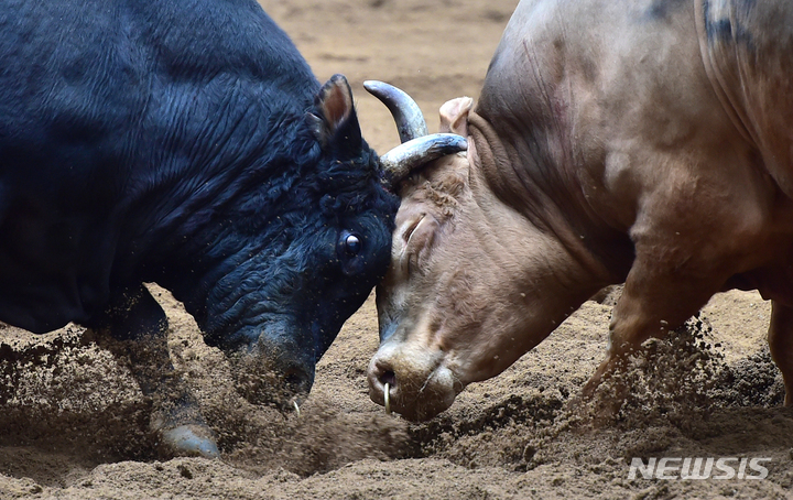 [청도=뉴시스] 이무열 기자 = 2023 청도소싸움 축제가 열린 14일 경북 청도소싸움경기장에서 싸움소들이 박진감 넘치는 한판 승부를 벌이고 있다. 2023.04.14. lmy@newsis.com