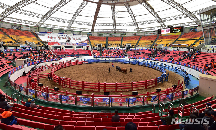 [청도=뉴시스] 이무열 기자 = 2023 청도소싸움 축제가 열린 14일 경북 청도소싸움경기장에서 싸움소들이 박진감 넘치는 한판 승부를 벌이고 있다. 2023.04.14. lmy@newsis.com