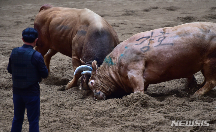 [청도=뉴시스] 이무열 기자 = 2023 청도소싸움 축제가 열린 14일 경북 청도소싸움경기장에서 싸움소들이 박진감 넘치는 한판 승부를 벌이고 있다. 2023.04.14. lmy@newsis.com