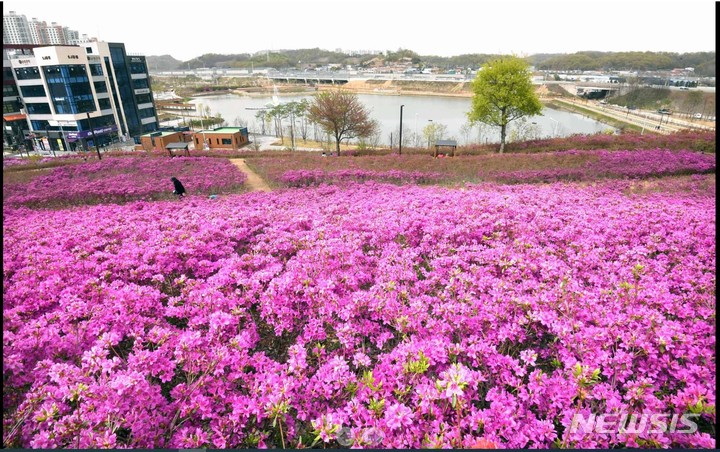 만개한 철쭉으로 물든 오난산.(사진 시흥시 제공).