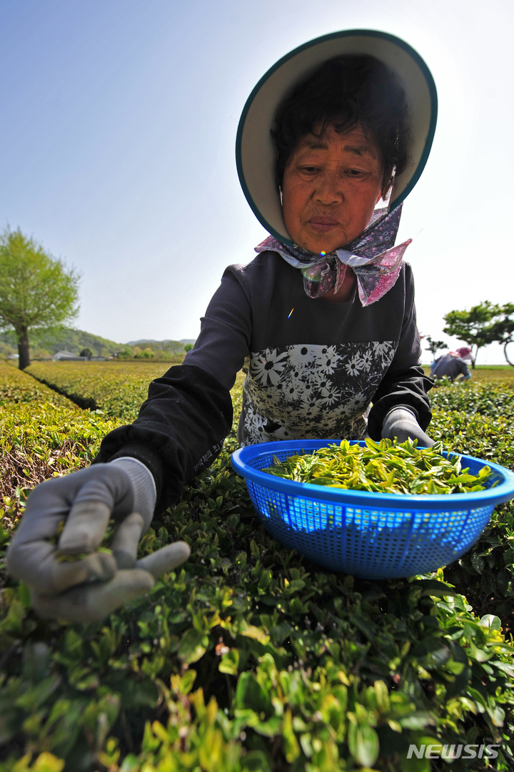 [보성=뉴시스] 이영주 기자 = 본격적인 농사철에 접어든다는 절기 곡우(穀雨)를 사흘 앞둔 17일 오전 전남 보성군 한 다원에서 농민이 햇차를 수확하고 있다. 곡우 전 수확한 햇차는 우전차(雨前茶)라 칭하며 햇차 중에서도 최상품으로 여긴다. 여린 찻잎으로 만들어 은은하고 순한 맛이 일품이다. 2023.04.17. leeyj2578@newsis.com