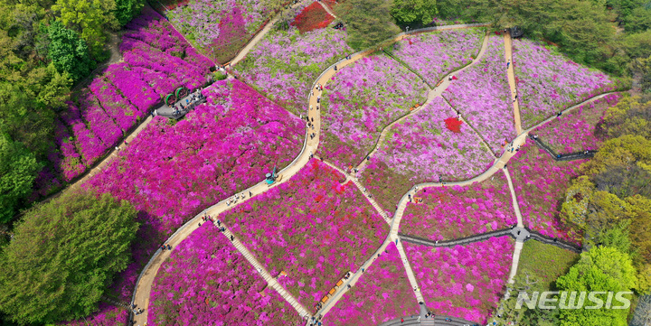 [군포=뉴시스] 김종택 기자 = 17일 경기도 군포시 산본동 철쭉동산을 찾은 시민들이 만개한 철쭉 사이를 거닐며 봄기운을 만끽하고 있다. 2023.04.17. jtk@newsis.com