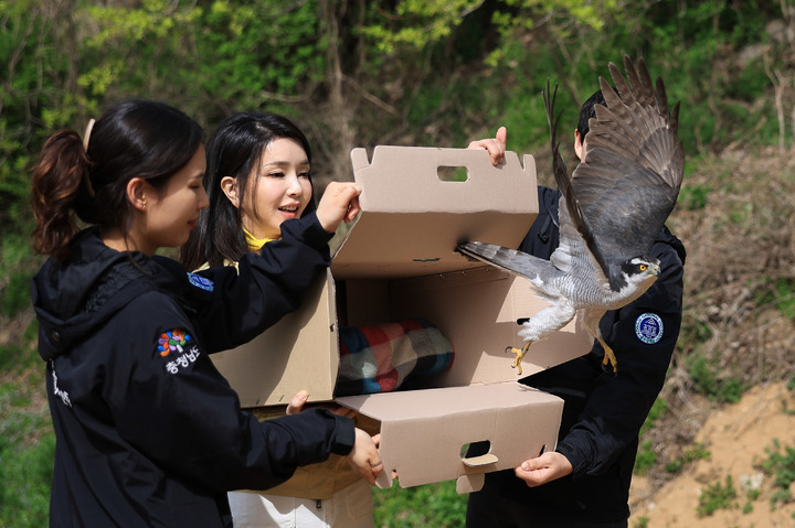 [서울=뉴시스] 윤석열 대통령 부인 김건희 여사가 17일 충남 예산군 충남야생동물구조센터를 방문해 재활이 끝난 참매를 자연으로 방사하고 있다. (사진=대통령실 제공) 2023.04.17. photo@newsis.com *재판매 및 DB 금지