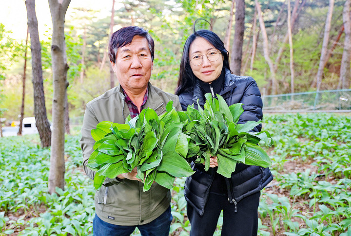 [산청=뉴시스] 산청군 경남 산청군 차황면 큰별농원에서 강대성 (사)한국임업후계자 경남도지회 부회장이 딸 나래씨와 갓 수확한 산마늘을 들어 보이고 있다. *재판매 및 DB 금지 *재판매 및 DB 금지