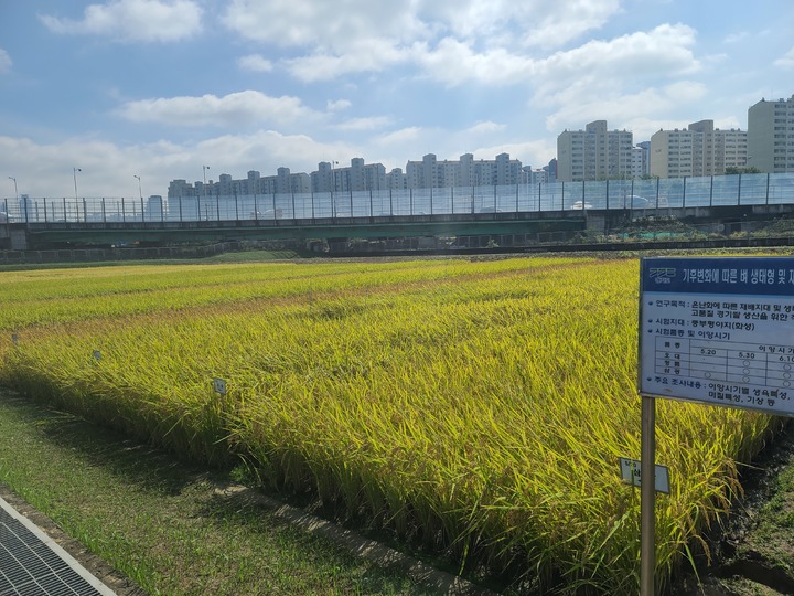 지구온난화에 따른 경기지역 벼 모내기 시기 재설정. (사진=경기도농기원 제공) *재판매 및 DB 금지