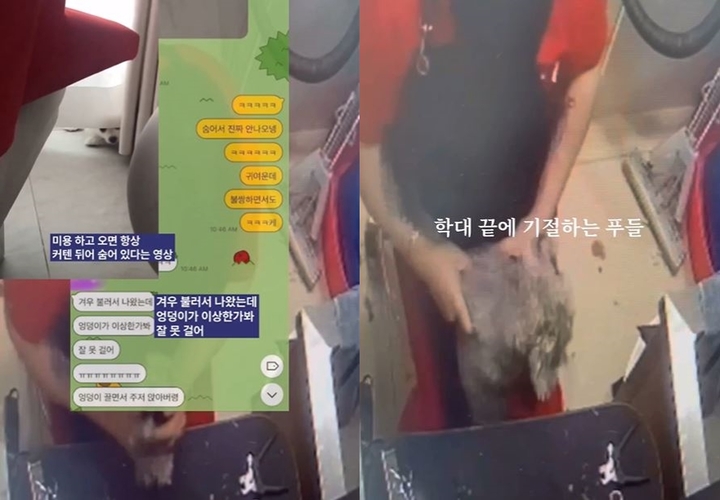 동물 학대 논란을 일으킨 한 동물병원과 관련해 이어진 제보. (캡처=케어 인스타그램) *재판매 및 DB 금지