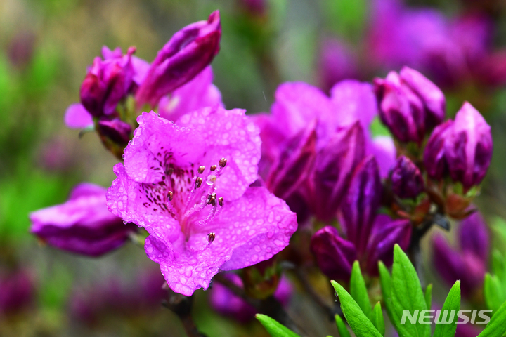 [남해=뉴시스] 차용현 기자 = 2023년 4월19일 오전 경남 남해군 망운산 정상 인근에서 꽃망울을 터뜨린 산철쭉. con@newsis.com