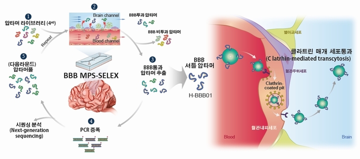 [울산=뉴시스] 인공 혈액-뇌장벽 칩을 활용한 혈액-뇌 장벽 투과 압타머의 개발 *재판매 및 DB 금지