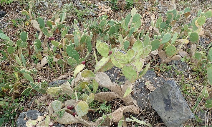 [제주=뉴시스] 제주시 한림읍 월령리 군락 내 선인장. (사진='제주 월령리 선인장 군락 종합 학술조사 용역' 보고서 발췌) 2023.04.20. photo@newsis.com *재판매 및 DB 금지