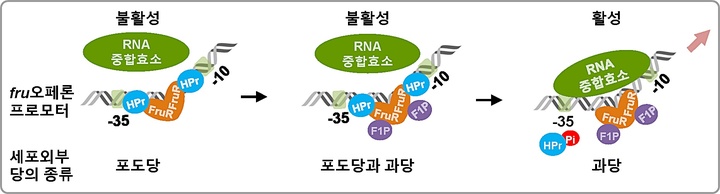 [대전=뉴시스] 비브리오 콜레라균 과당 수송 단백질 발현 활성화 모식도. *재판매 및 DB 금지