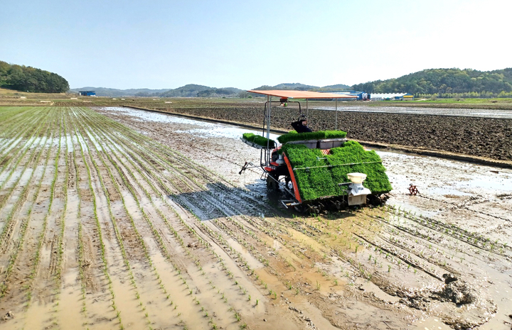 서천군 문산면 김경태 농가에서 관내 첫 모내기가 시작됐다. *재판매 및 DB 금지