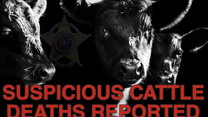 [서울=뉴시스] 미국 텍사스주 고속도로변에서 지난 19일 6마리의 소 사체가 발견됐다. 소 사체에서는 혀와 생식기만 없어져 있었다. (사진=텍사스 매디슨 카운티 보안관 사무실) 2023.04.24. *재판매 및 DB 금지