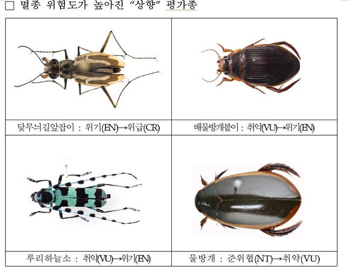 [서울=뉴시스] 환경부 소속 국립생물자원관은 이 같은 내용을 담은 국가생물적색자료집 곤충Ⅱ(딱정벌레목)와 곤충Ⅲ(수서곤충)을 25일 발간했다고 밝혔다.(자료=환경부 제공) 2023.04.25. *재판매 및 DB 금지