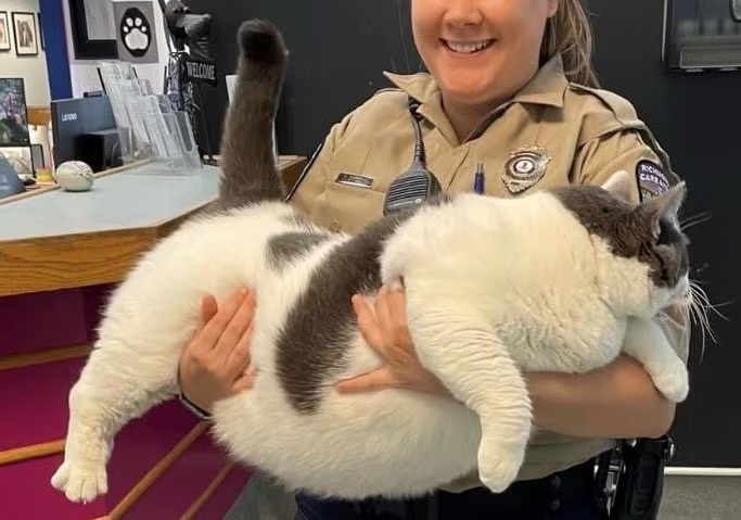 [서울=뉴시스] 사진은 리치먼드동물보호소가 돼냥이 패치스의 주인을 찾아주기 위해 소셜미디어에 올렸던 모습이다. (사진=리치먼드동물보호소)2023.04.25. *재판매 및 DB 금지