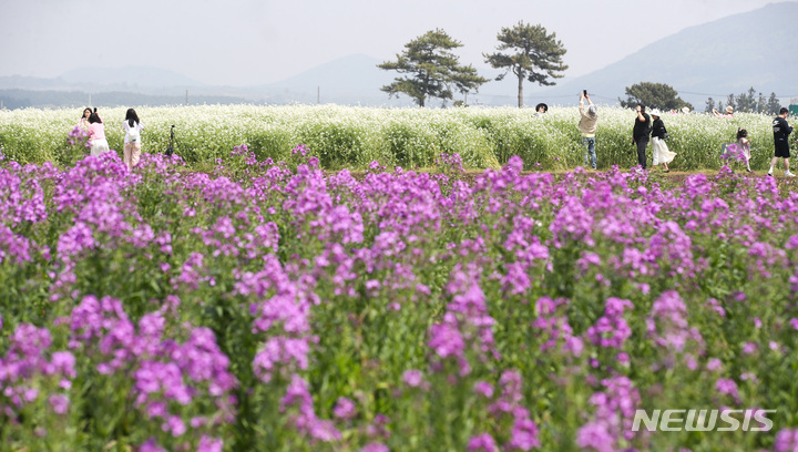 [서귀포=뉴시스] 우장호 기자 = 비교적 맑은 날씨를 보이는 26일 오후 제주 서귀포시 표선면 보롬왓 농장을 찾은 관광객들이 활짝핀 보라유채와 무꽃 사이에서 사진을 남기며 즐거운 시간을 보내고 있다. 2023.04.26. woo1223@newsis.com