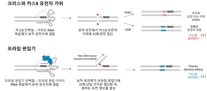 DNA 등 유전자 편집에 활용되는 유전자 가위의 개념 및 '크리스퍼 카스9'과 '프라임 편집기' 비교. (사진=과기정통부 제공) *재판매 및 DB 금지