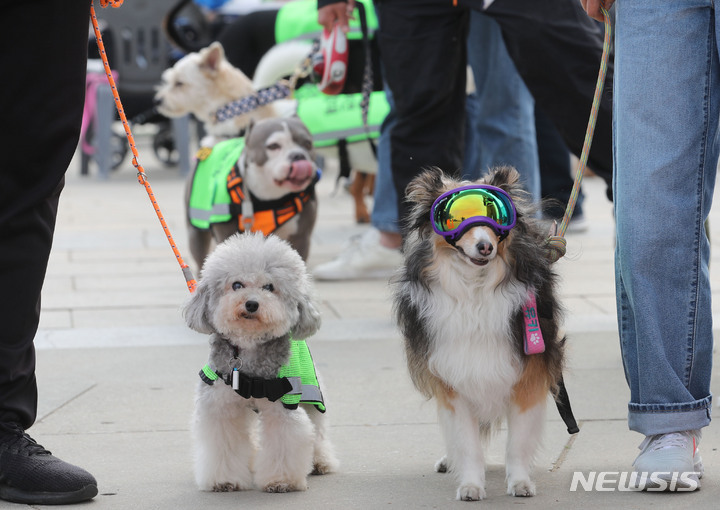 [서울=뉴시스] 권창회 기자 = 30일 오후 서울 여의도 한강공원에서 열린 서울 반려견 순찰대 발대식에서 반려견들이 순찰을 돌고 있다. 2023.04.30. kch0523@newsis.com