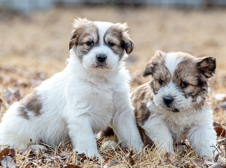 [서울=뉴시스] 천연기념물 경산의 삽살개 강아지 (사진=한국삽살개재단 제공. 사진은 기사와 관련이 없습니다.) 2023.05.10. photo@newsis.com *재판매 및 DB 금지