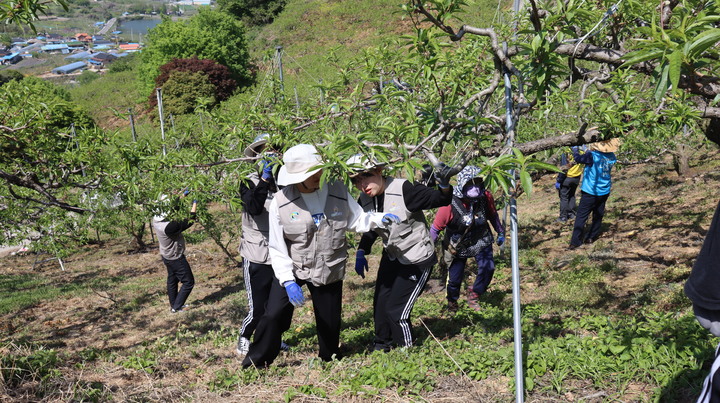 [안동=뉴시스] 경북·전남개발공사 직원들이 지난 달 27일 전남 순천시 병운마을 일대에서 일손이 부족한 농가의 복숭아 밭을 찾아 적과 등의 농작업을 하고 있다. (사진=경북개발공사 제공) 2023.05.02 *재판매 및 DB 금지