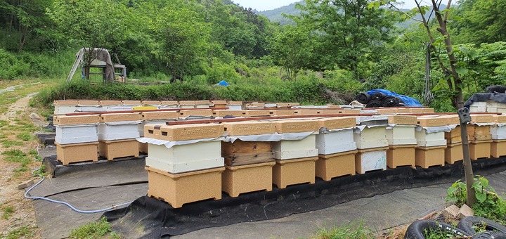 [안동=뉴시스] 야외에서 꿀을 채취하고자 내놓은 봉군. (사진=경북도 제공) 2023.05.03 *재판매 및 DB 금지