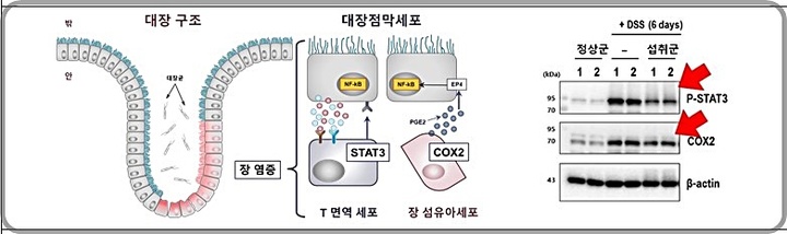 [대전=뉴시스] 대나무, 사철쑥의 대장 염증 부위 내 STAT3인산화, COX2 억제 실험 결과. *재판매 및 DB 금지