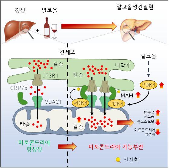 [대전=뉴시스] 알코올성 간질환의 PDK4 매개 내막체-미토콘드리아 접촉부위에서의 칼슘 채널링 복합체 형성이 미토콘드리아 기능 장애를 촉진한다.&nbsp; *재판매 및 DB 금지