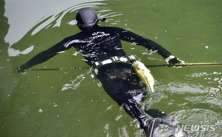 [대구=뉴시스] 이무열 기자 = 3일 오전 대구 달서구 월광수변공원 도원지에서 열린 ‘생태계 교란 야생생물 퇴치 행사’에서 야생생물관리협회 수중팀 잠수부가 배스를 잡기 위해 잠수하고 있다. 2023.05.03. lmy@newsis.com