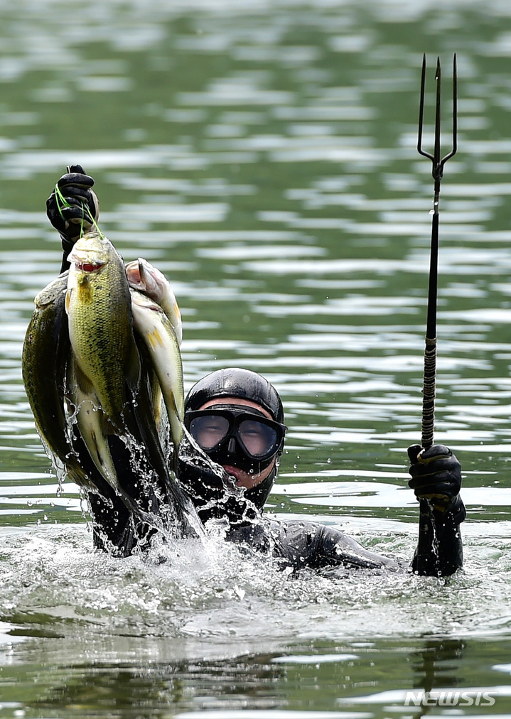 [대구=뉴시스] 이무열 기자 = 3일 오전 대구 달서구 월광수변공원 도원지에서 열린 ‘생태계 교란 야생생물 퇴치 행사’에서 야생생물관리협회 수중팀 잠수부가 배스를 들어 올리고 있다. 2023.05.03. lmy@newsis.com