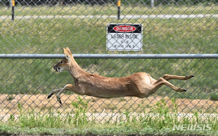 [평택=뉴시스] 김종택 기자 = 미2사단 최고 분대 선발대회가 열린 4일 경기도 평택시 캠프 험프리스 훈련장에서 고라니가 뛰어가고 있다. 2023.05.04. jtk@newsis.com