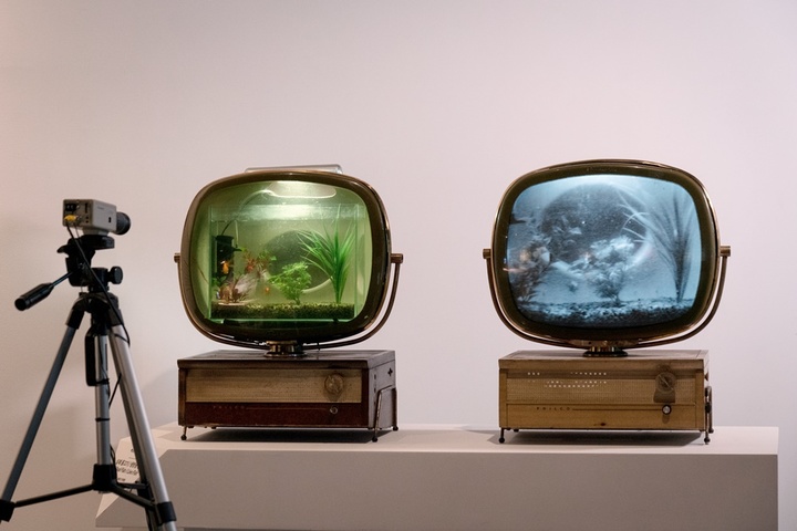 백남준, 실제 물고기/생방송 물고기 *재판매 및 DB 금지