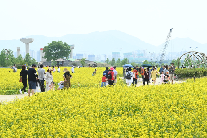 2019년 구리 유채꽃 축제 *재판매 및 DB 금지