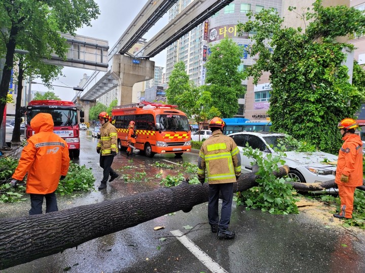 [대구=뉴시스] 6일 오전 11시17분께 수성구 범어동의 한 도로 위로 나무가 쓰러지면서 승용차를 덮쳤다. (사진=대구소방안전본부 제공) 2023.05.06. photo@newsis.com *재판매 및 DB 금지