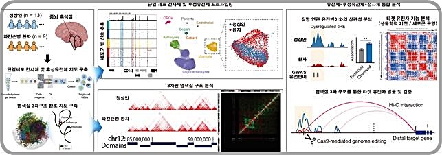 [대전=뉴시스] 단일세포 후성유전체 지도 분석을 통한 파킨슨병 연관 분자기전 규명 모식도.(사진=KAIST 제공) *재판매 및 DB 금지