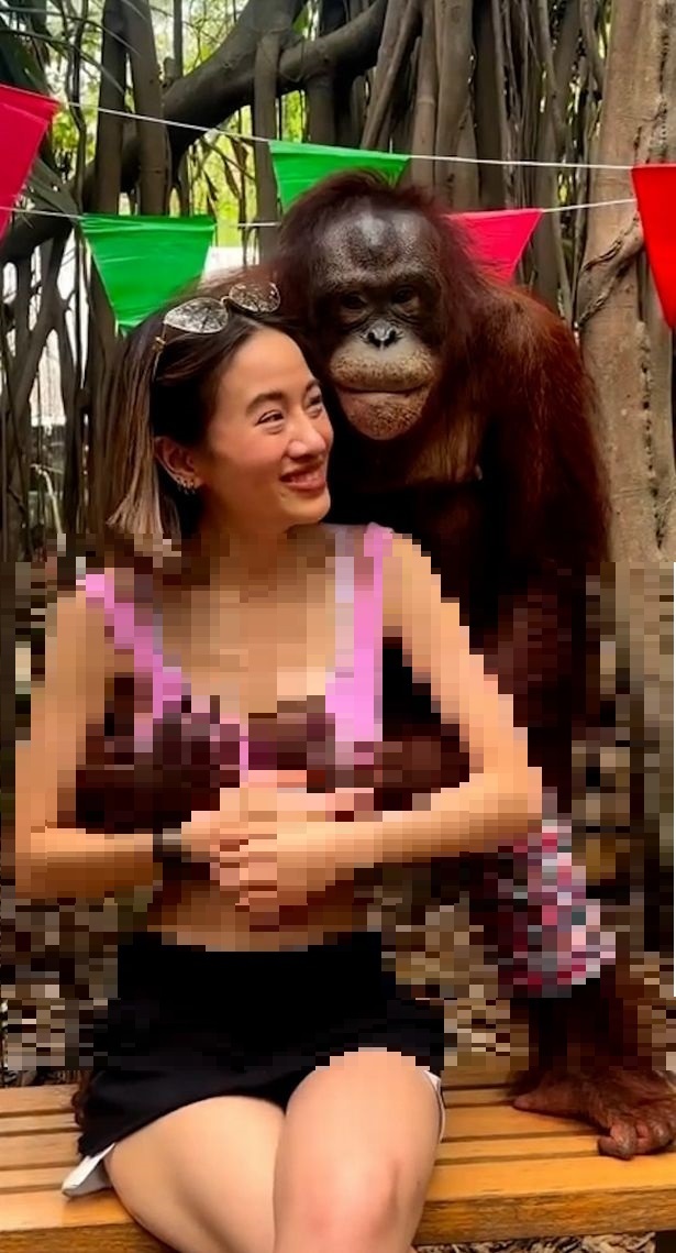 [서울=뉴시스] 지난달 16일 공유된 태국 방콕의 '사파리월드' 출신 오랑우탄 '농'의 영상이 소셜미디어에서 화제다. 농은 사육사의 박수소리에 맞춰 방문객에게 키스를 하거나 몸을 만지는 퍼포먼스를 선보인다. (사진=인스타그램 갈무리/@prcare) 2023.05.09. *재판매 및 DB 금지