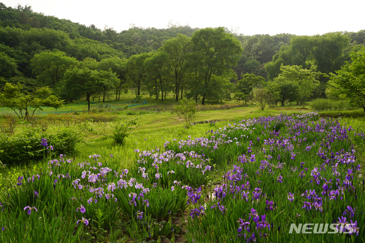 [서울=뉴시스] 구리 동구릉 (붗꽃) (사진=문화재청 제공) 2023.05.10. photo@newsis.com