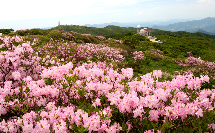 단양 소백산 철쭉. (사진=단양군 제공) *재판매 및 DB 금지