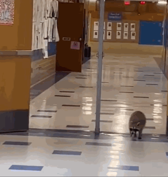 [서울=뉴시스] 미국 텍사스주에 있는 맥칼럼 고등학교는 지난 수십 년간 학교 인근에 서식하고 있는 라쿤으로 인해 골머리를 앓고 있다. 학교 측은 학생들이 소셜미디어를 통해 문제를 공론화하자 대책 마련에 나섰다. (사진=맥칼럼 고등학교 인스타그램) 2023.05.11. *재판매 및 DB 금지 *재판매 및 DB 금지