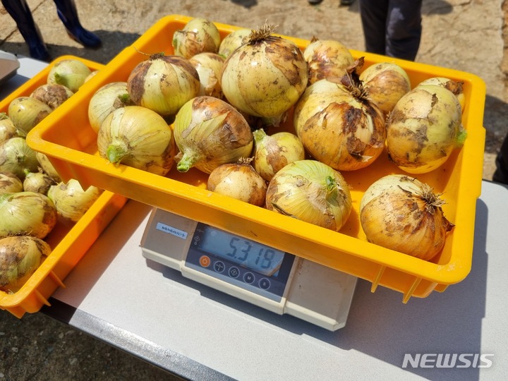 [무안=뉴시스] 임하은 기자 = 양파 생산량조사 표본으로 채취한 양파를 저울에 달고 있다. 2023.05.11. rainy71@newsis.com