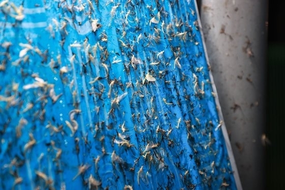 동양하루살이. (사진 제공=남양주시) *재판매 및 DB 금지